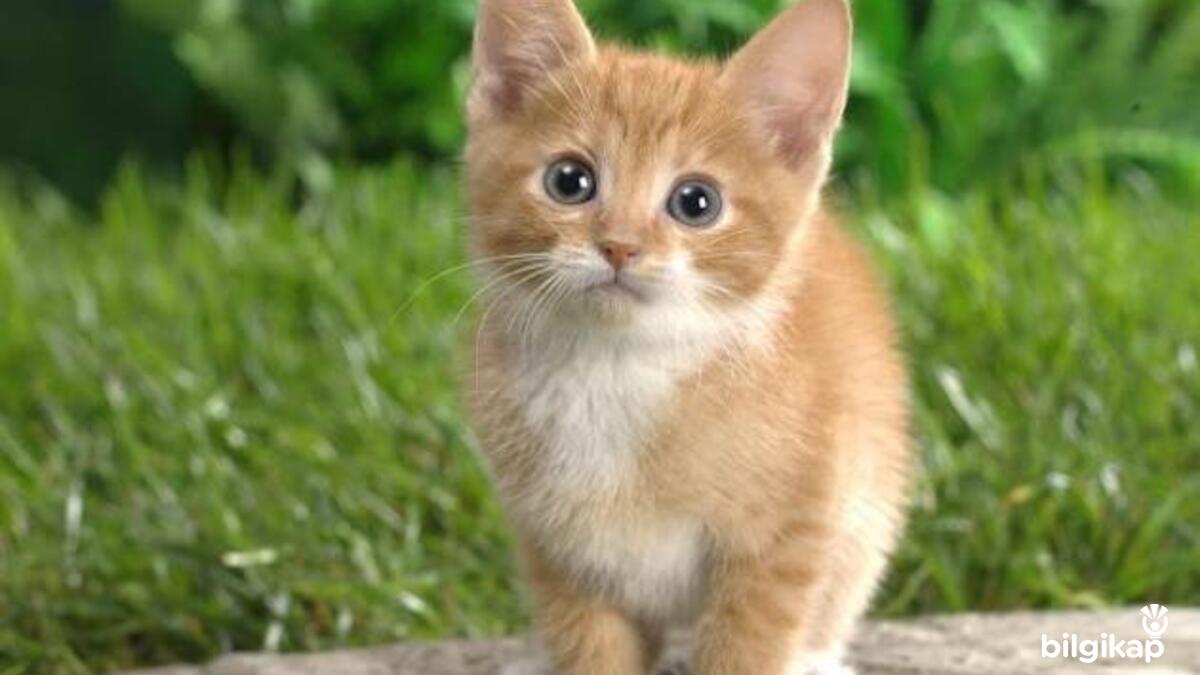 Çok Parmaklı Kediler  Evcil Hayvanlar Kedi Bakımı